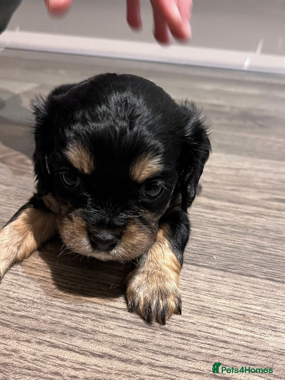 Cavapoo dogs for sale: Beautiful F1B REVERSE Cavapoos - Advert 17
