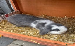 Mini Lop rabbits for sale: Bunny’s for sale  - Image 2