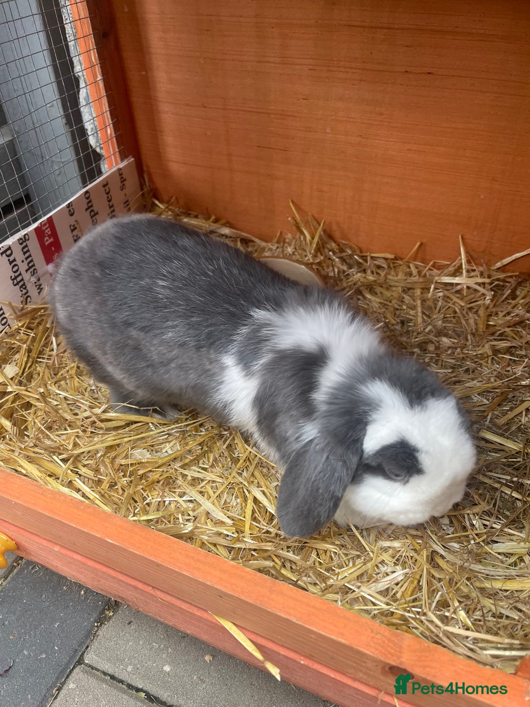 Mini Lop rabbits for sale: Bunny’s for sale  - Image 2