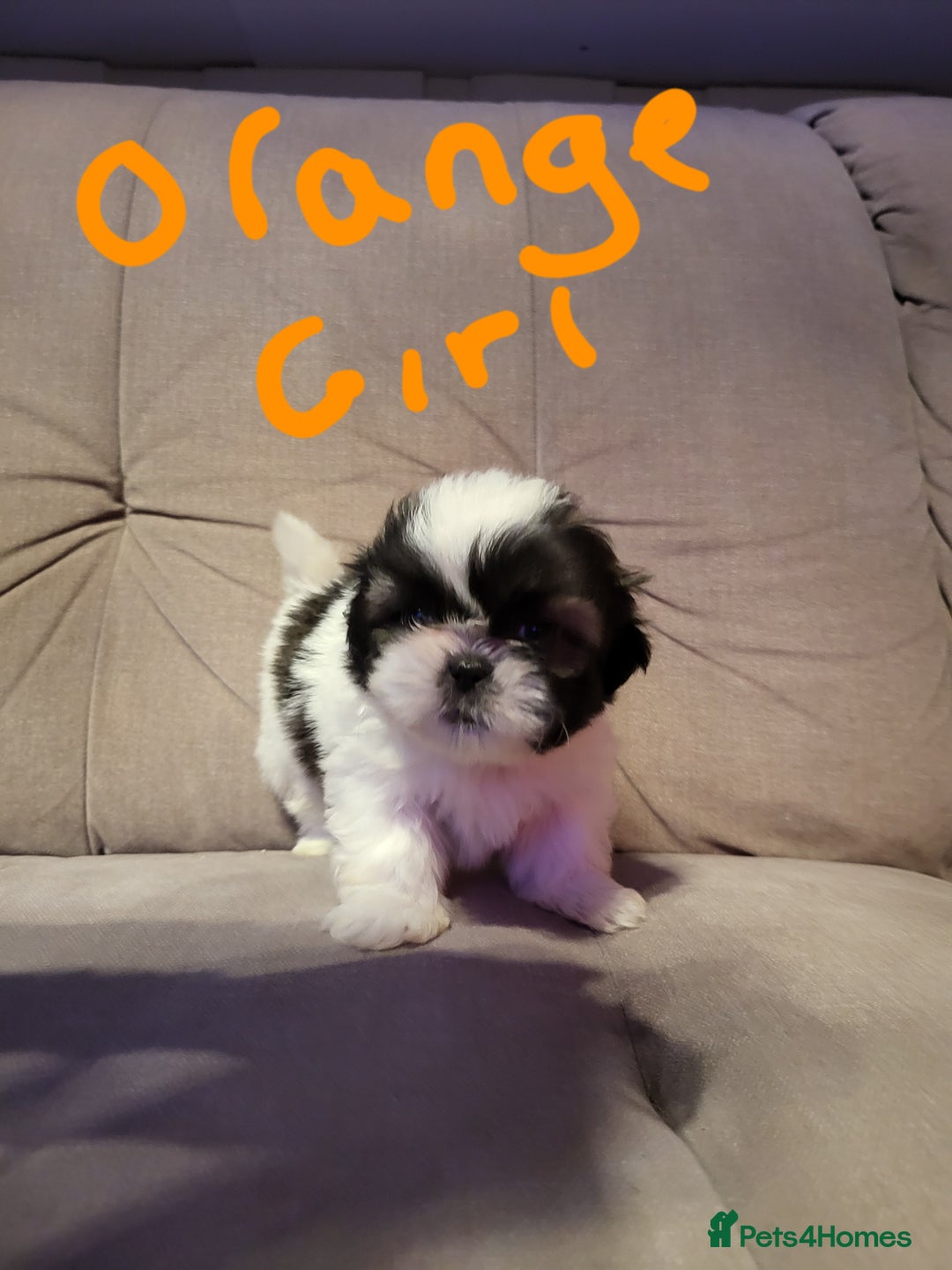 Shih Tzu dogs for sale: Shih tzu puppies - Advert 4