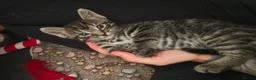 Mixed Breed cats for sale: Beautiful kittens  - Advert 36