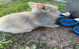 Lionhead rabbits for sale: Lion head  - Image 26