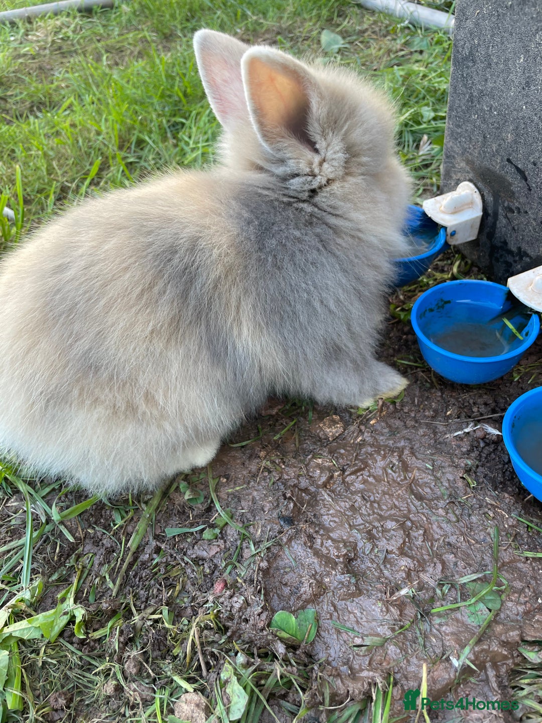 Lionhead rabbits for sale: Lion head  - Image 26