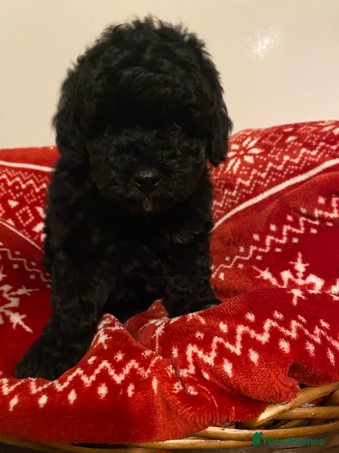 Toy Poodle dogs for sale: Reduced Remaining Toy poodle kc registered  - Advert 3