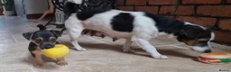 Jack Russell dogs for sale: Jack russel puppies one boy left - Advert 15