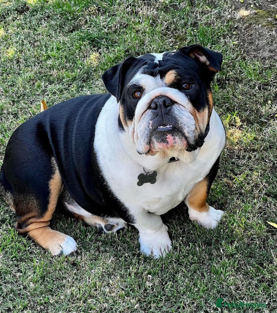 English Bulldog dogs for sale: Beautiful English bulldog puppies  - Advert 22