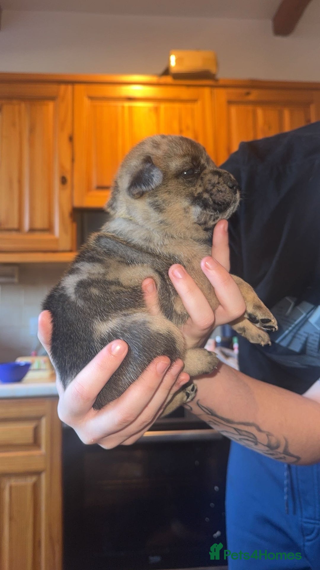 Mixed Breed dogs for sale: American bulldog / chowchow  - Advert 21