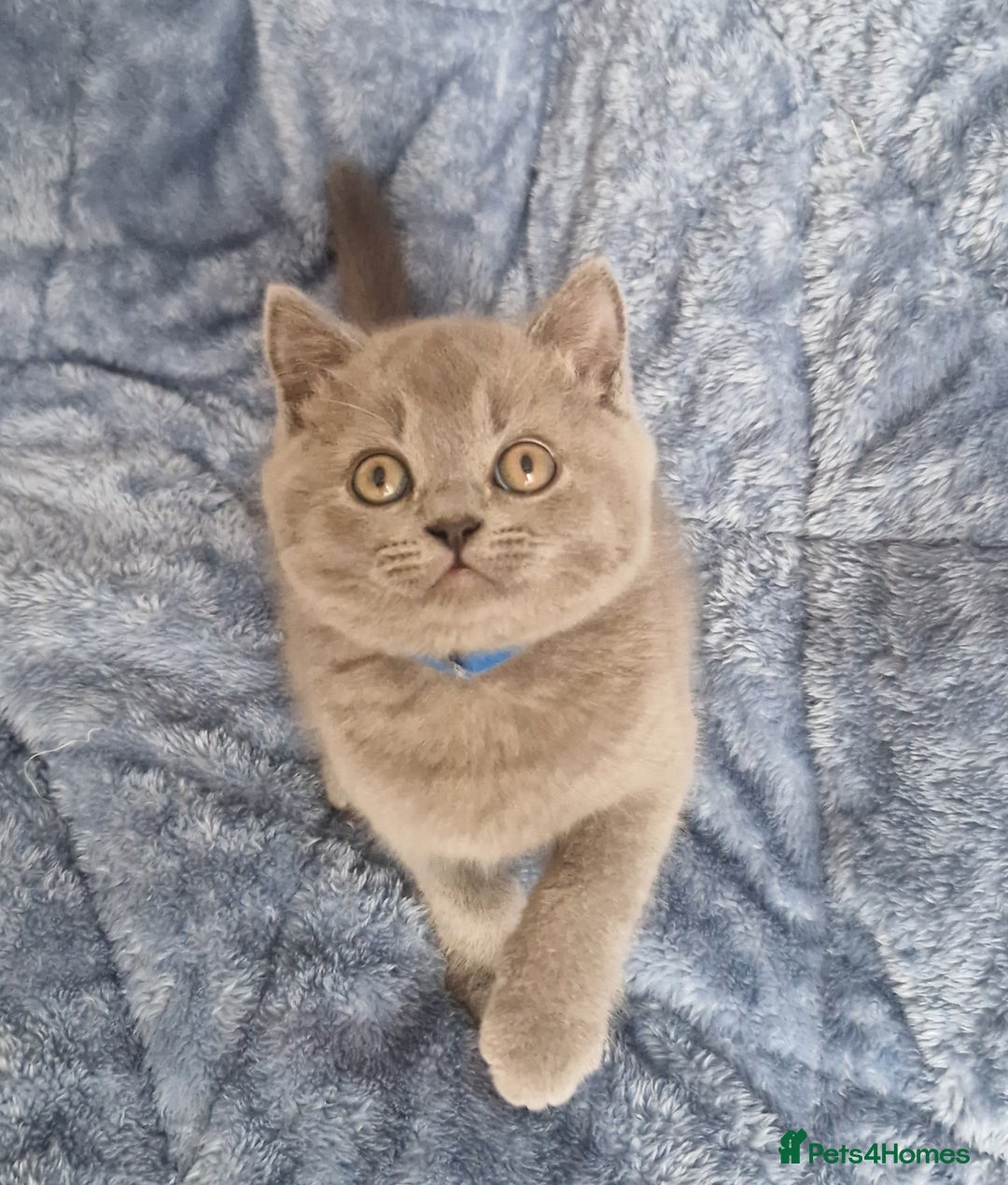 British Shorthair cats for sale: READY NOW, GCCF BLH & PET BSH PEDIGREE KITTENS - Image 13