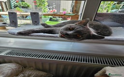 British Shorthair cats for sale: British short haired  - Image 4
