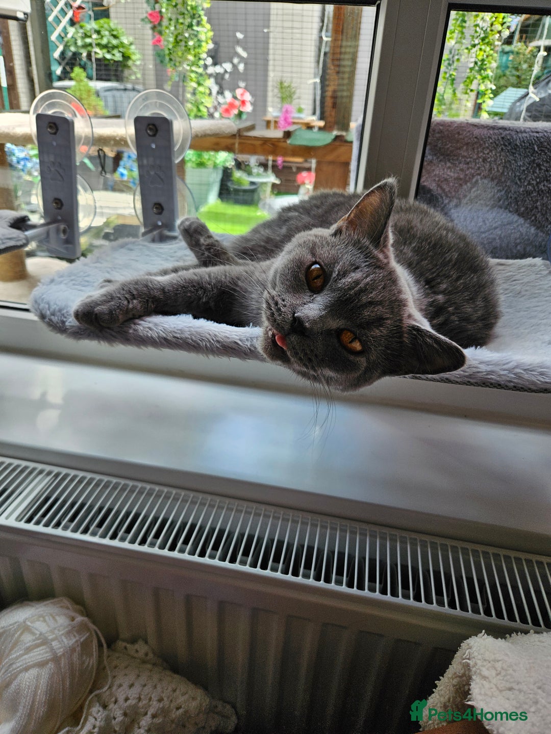 British Shorthair cats for sale: British short haired  - Image 4