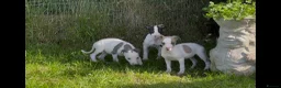 Whippet dogs for sale: Whippet puppy’s  in Beaworthy - Advert 19