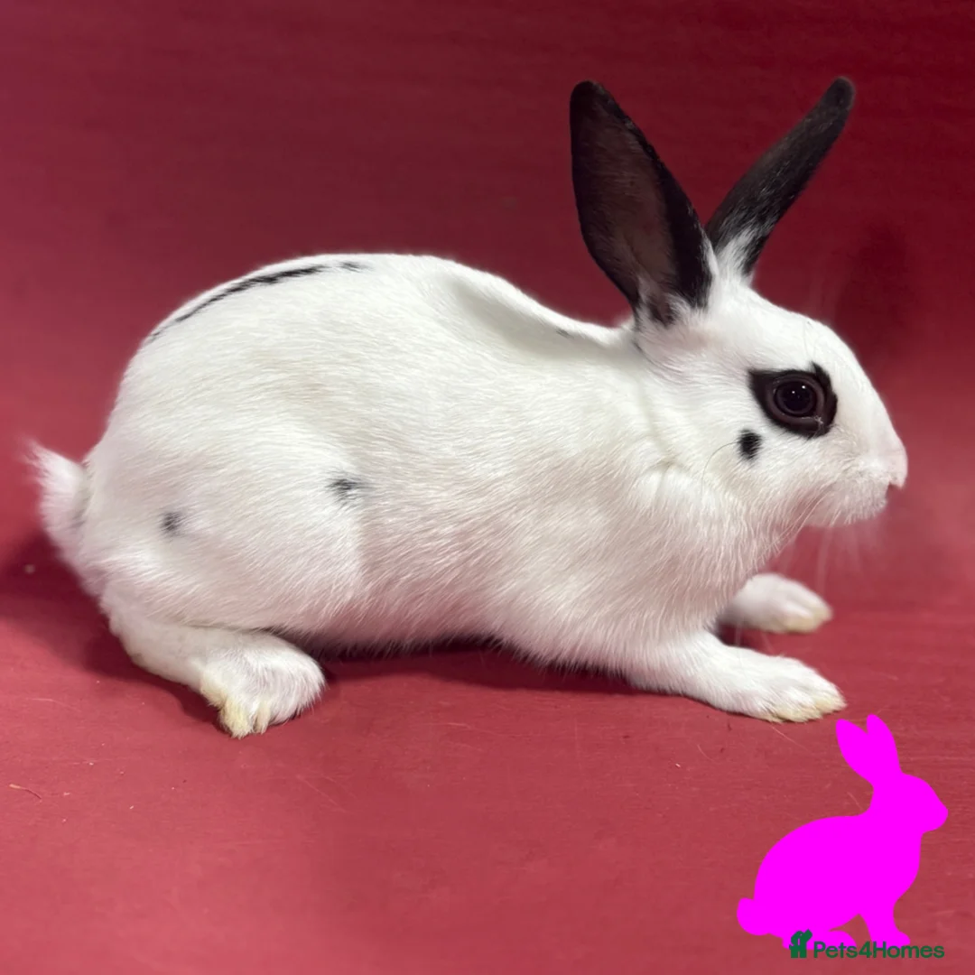 English Spot rabbits for sale: English spot kits ready now - Advert 9