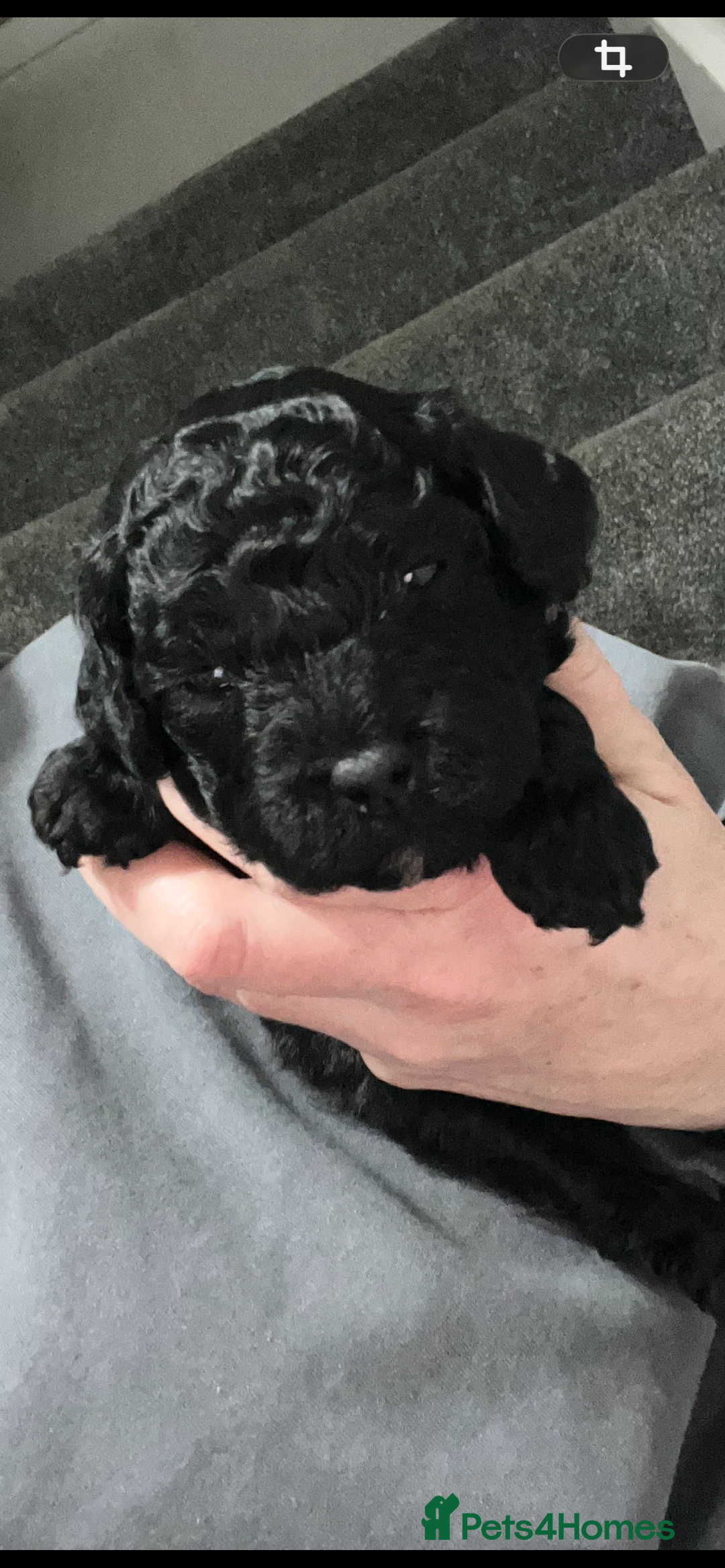 Cockapoo dogs for sale: Toy cockapoo - Advert 5