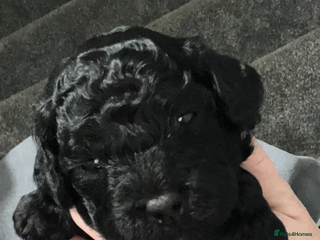 Cockapoo dogs Toy cockapoo - Advert 2