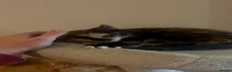 Mixed Breed cats for sale: Kittens  in Perth - Advert 10