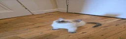 Ragdoll cats for sale: 🐾 Beautiful Ragdoll Kittens ready to leave 🐾 - Advert 5