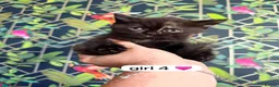 Exotic cats for sale: British short hair cross Persian  - Advert 11