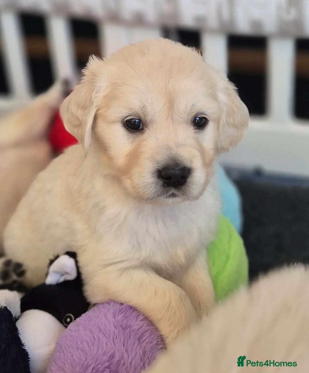 Golden Retriever dogs for sale: KC Registered Golden Retrievers - Advert 8