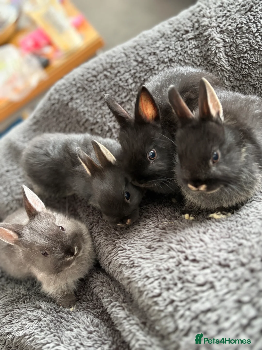 Netherland Dwarf rabbits for sale: Netherland dwarf baby rabbits   - Advert 1