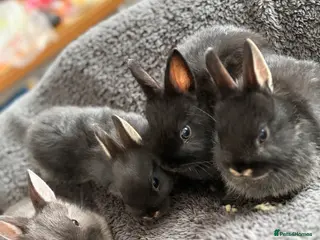 Netherland Dwarf rabbits Netherland dwarf baby rabbits - Advert 1