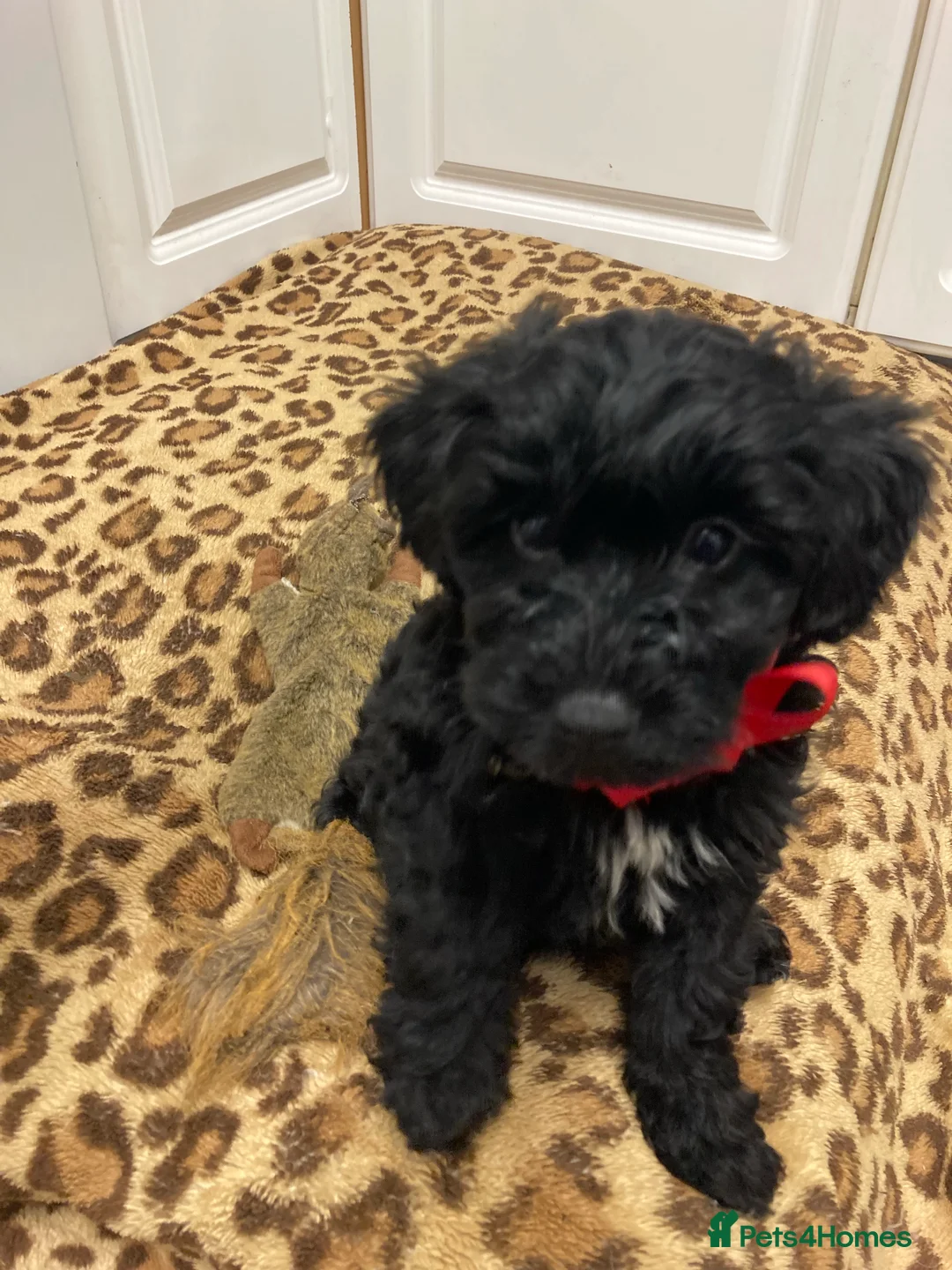 Miniature Schnauzer dogs for stud: KCChoc/White Miniature Schnauzer Stud MAC BVACLEAR in Coventry - Advert 22