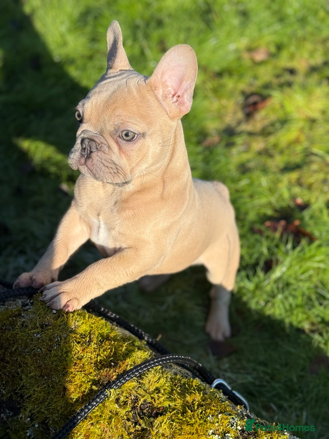 French Bulldog dogs for sale: French bulldog puppy announcement  - Advert 5