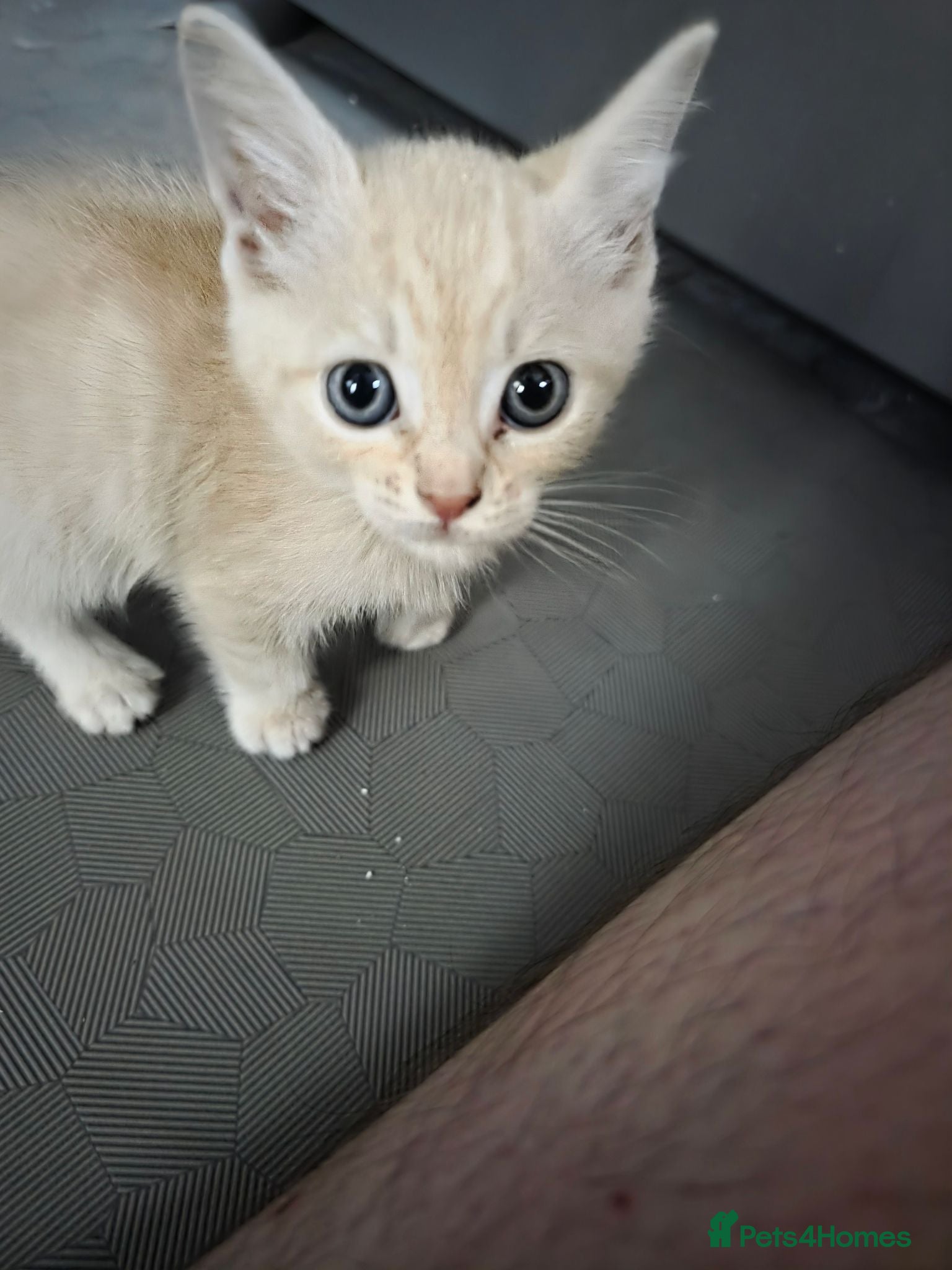 Mixed Breed cats Gorgeous boy 8 weeks old - Advert 1