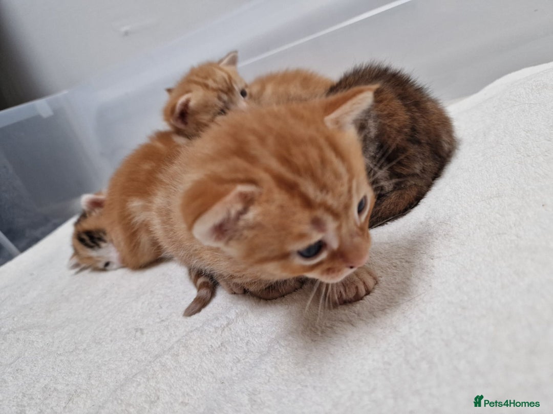 Mixed Breed cats for sale: 2 Ginger Boys, 1 Tabby Girl. Donate to charity - Image 5