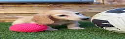 Miniature Dachshund dogs for stud: Platinum Cream Stud⚡️🤍 - Advert 7