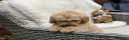 Mixed Breed dogs for sale: Exquisite litter of CAVAPOOCHONS ready now  - Advert 7