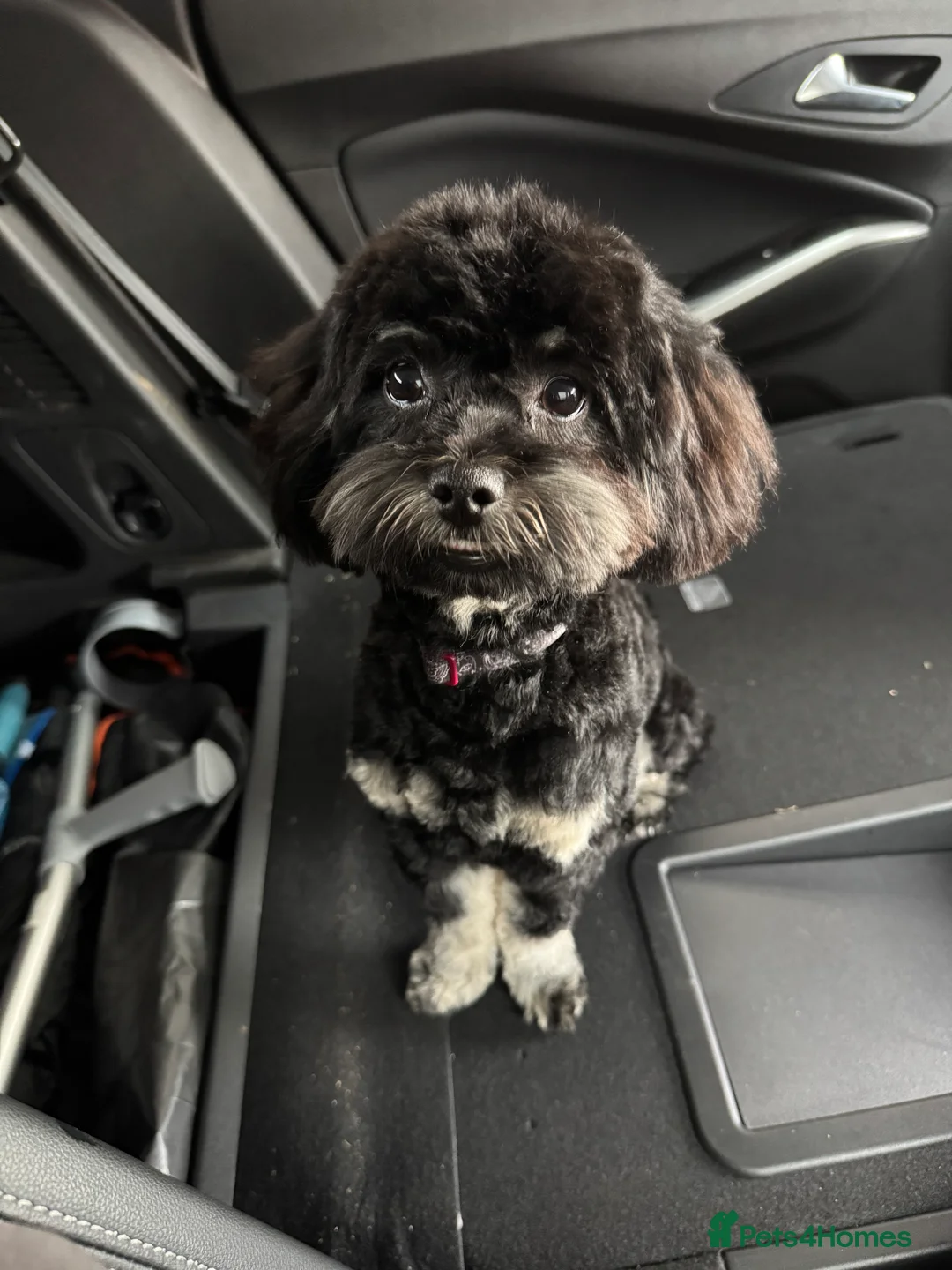 Shihpoo dogs for stud: gorgeous Shihpoo boy for studding  - Advert 3
