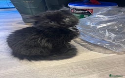 Ragdoll cats for sale: Cute black Luna - Image 1