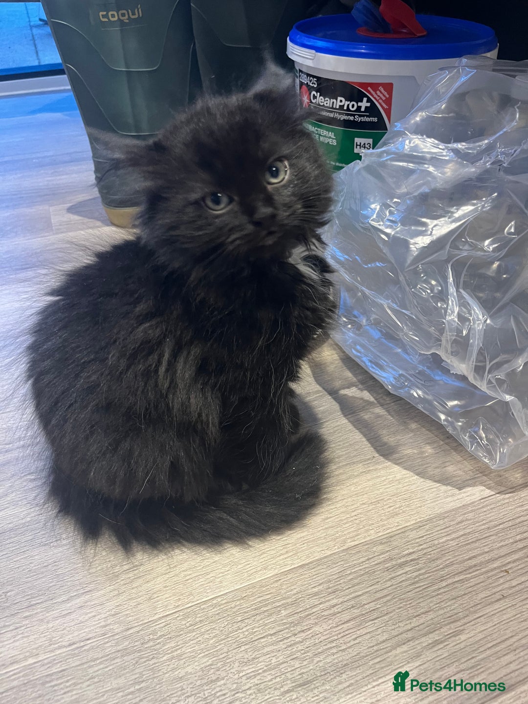 Ragdoll cats for sale: Cute black Luna - Image 1