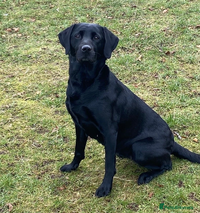 Labrador Retriever dogs Labrador retriever puppies for sale  - Advert 2