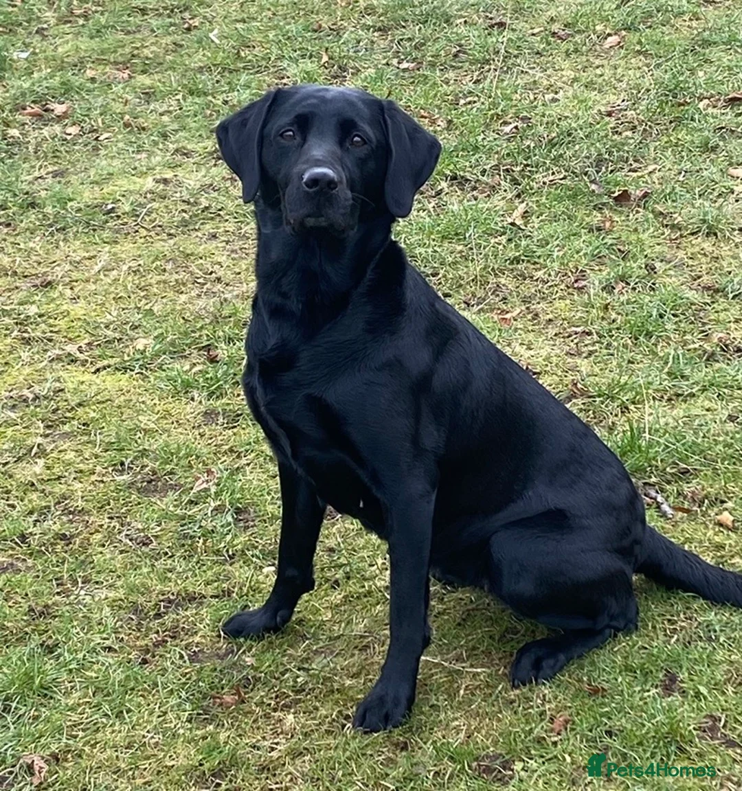 Labrador Retriever dogs for sale: KC reg Labrador retriever puppies for sale  - Advert 2