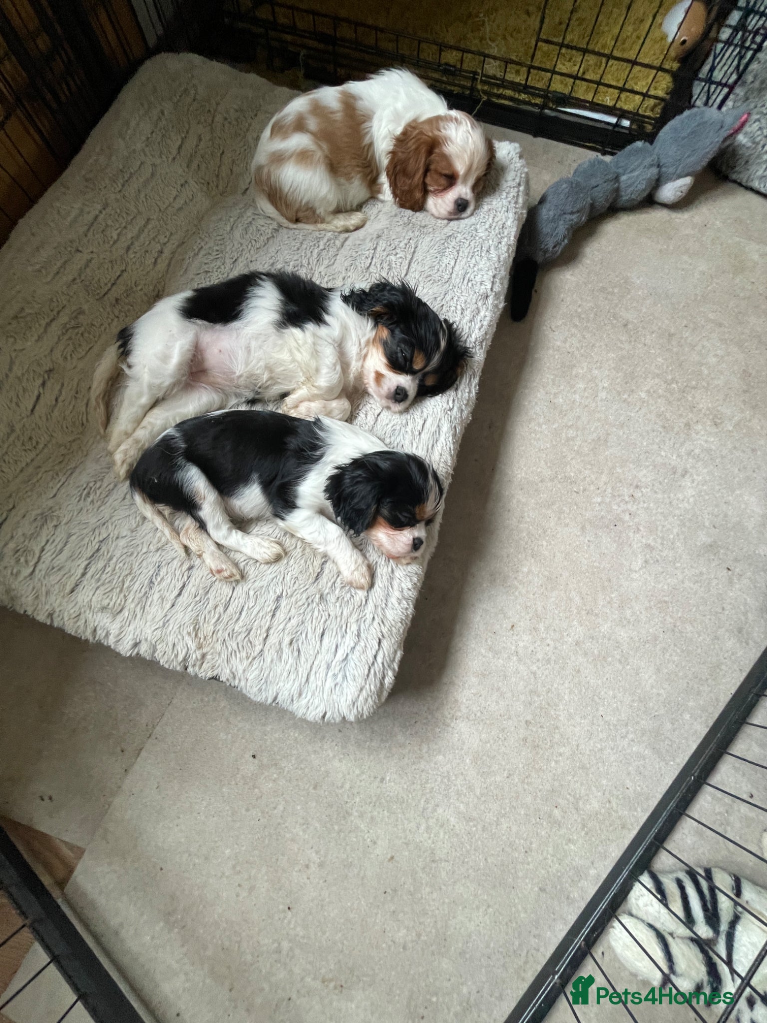 Cavalier King Charles Spaniel dogs Ready to leave,Excellent pedigree cavalier pups  - Advert 3