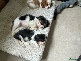 Cavalier King Charles Spaniel dogs Ready to leave,Excellent pedigree cavalier pups - Advert 3