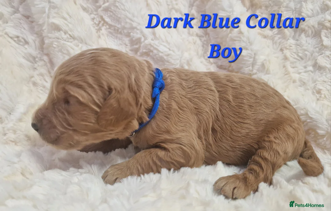 Mini Goldendoodle dogs for sale: Miniature Goldendoodle puppies available - Advert 5