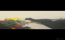 Mixed Breed cats for sale: Russian blue cross stunning kittens 10 weeks old  - Image 2