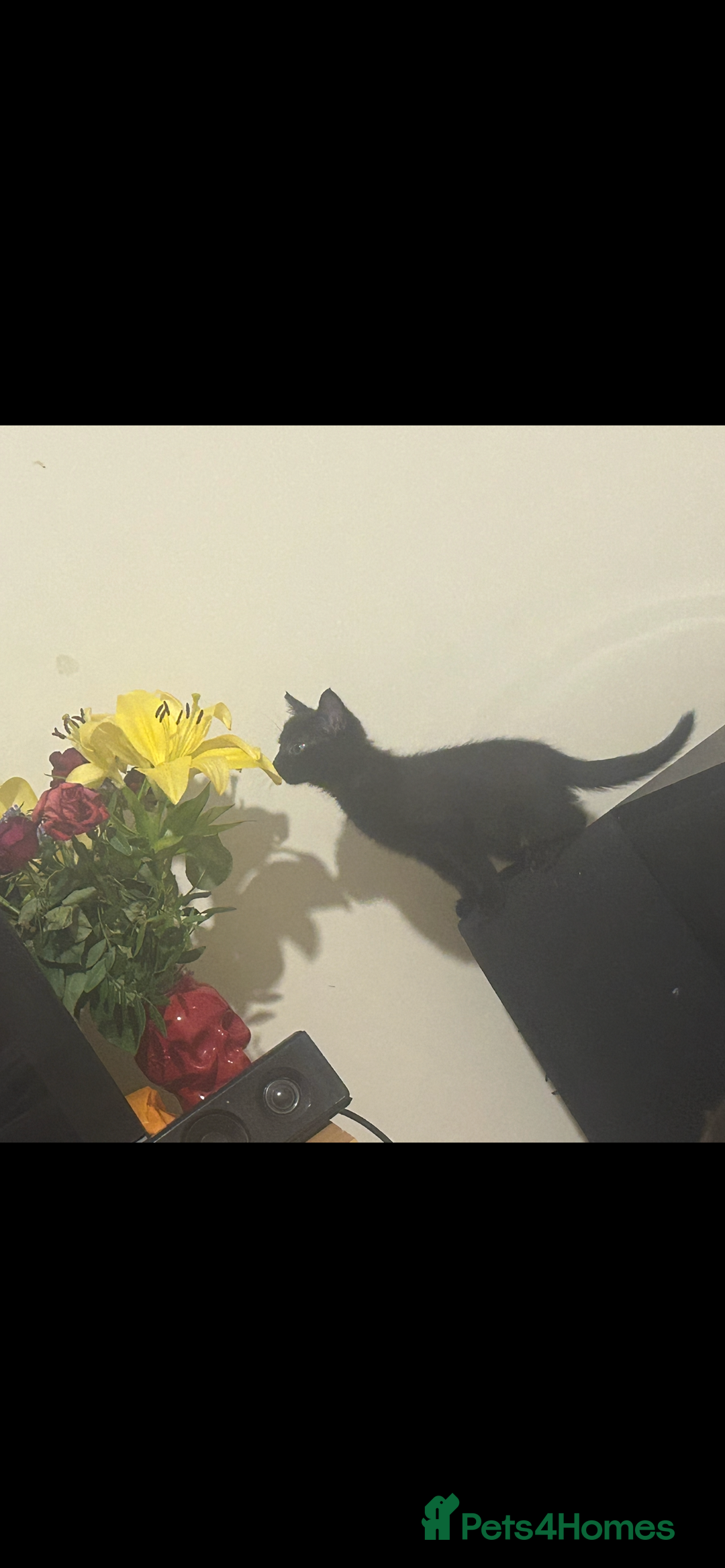 Mixed Breed cats for sale: Russian blue cross stunning kittens 10 weeks old  - Image 2