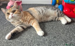 British Shorthair cats for sale: Beautiful unusual British shorthair kittens - Image 9