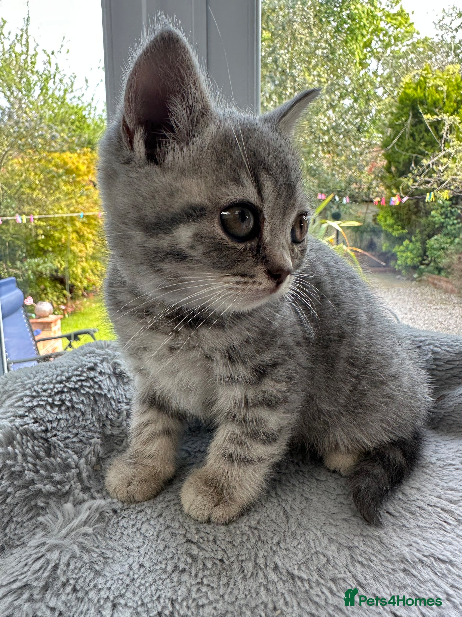 British Shorthair cats Beautiful BSH Grey Stripe Purebread Kittens - Advert 2
