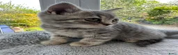 British Shorthair cats for sale: BSH Girl & Boy Beautiful Grey Stripe Kittens - Advert 9