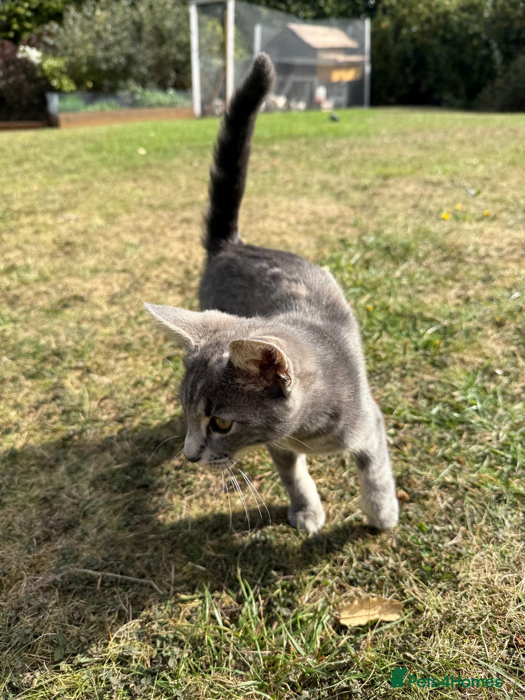 Mixed Breed cats for sale: Tabby - Image 3