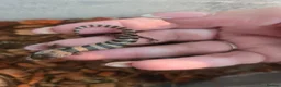 Skink reptiles for sale: Pink tongue skinks - Advert 5