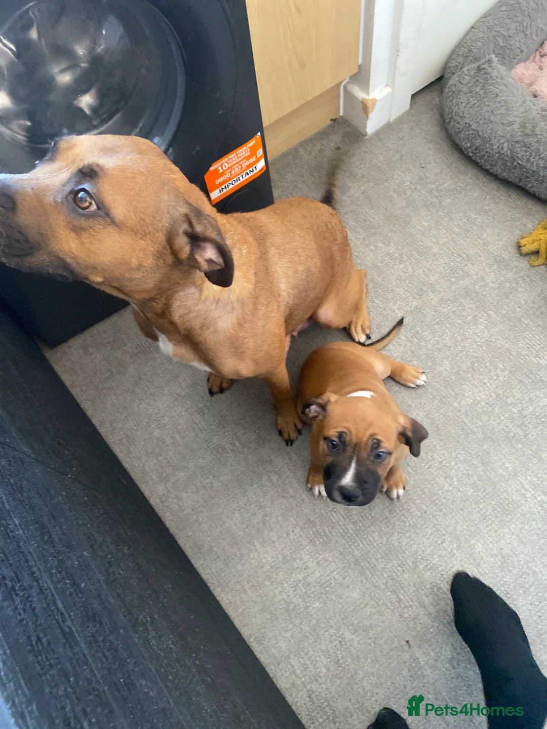Mixed Breed dogs for sale: Puppy in Portsmouth - Advert 2