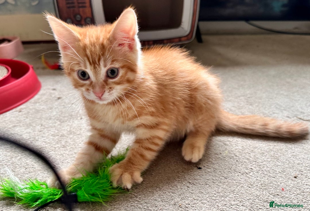 Mixed Breed cats for sale: Adorable bengal & tabby mix kittens - Image 25