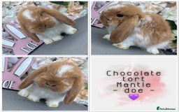 Mini Lop rabbits for sale: 🌟🌟 mini lop babies 🌟🌟 - Image 4