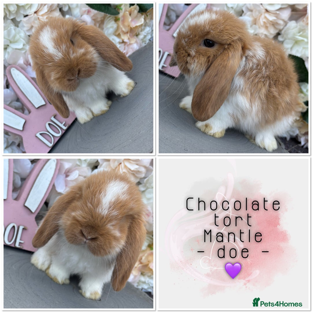 Mini Lop rabbits for sale: 🌟🌟 mini lop babies 🌟🌟 - Image 4