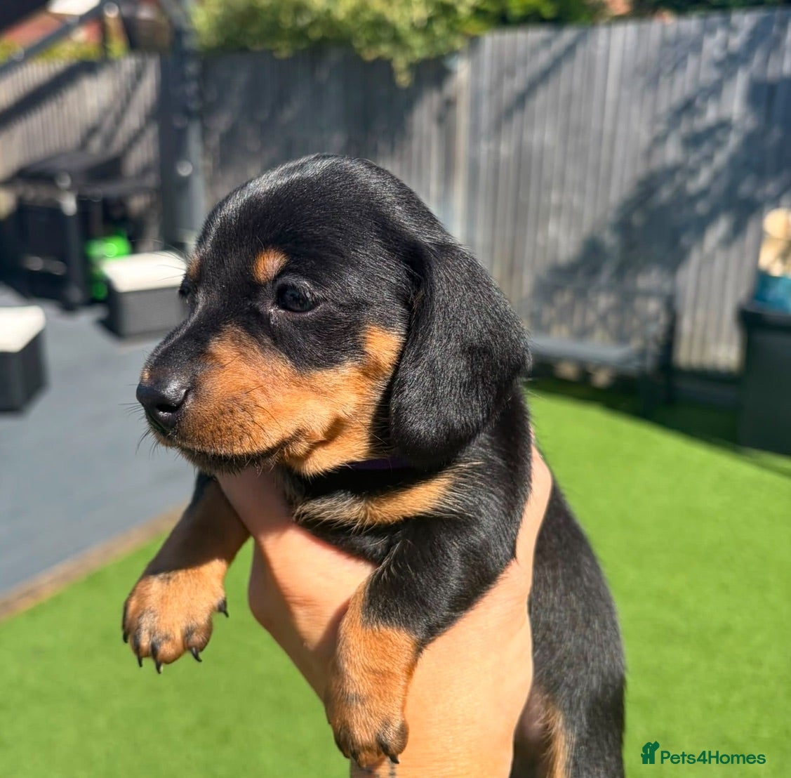 Miniature Dachshund dogs 3 beautiful Black and Tan miniature dachshunds 🐾 - Advert 4